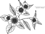 花卉花蕊