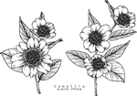 花卉花蕊