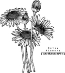 花卉花蕊