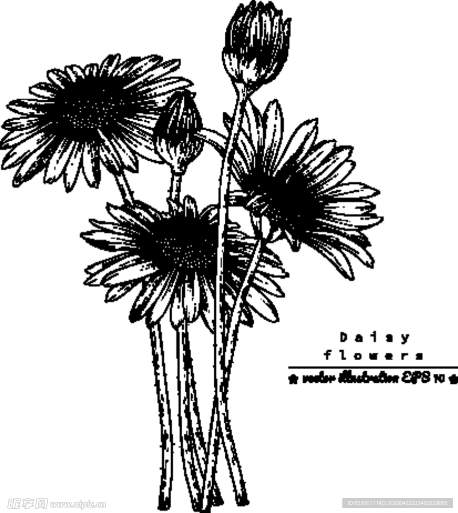 花卉花蕊