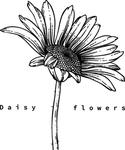 花卉花蕊