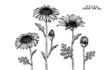 花卉花蕊