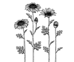 花卉花蕊