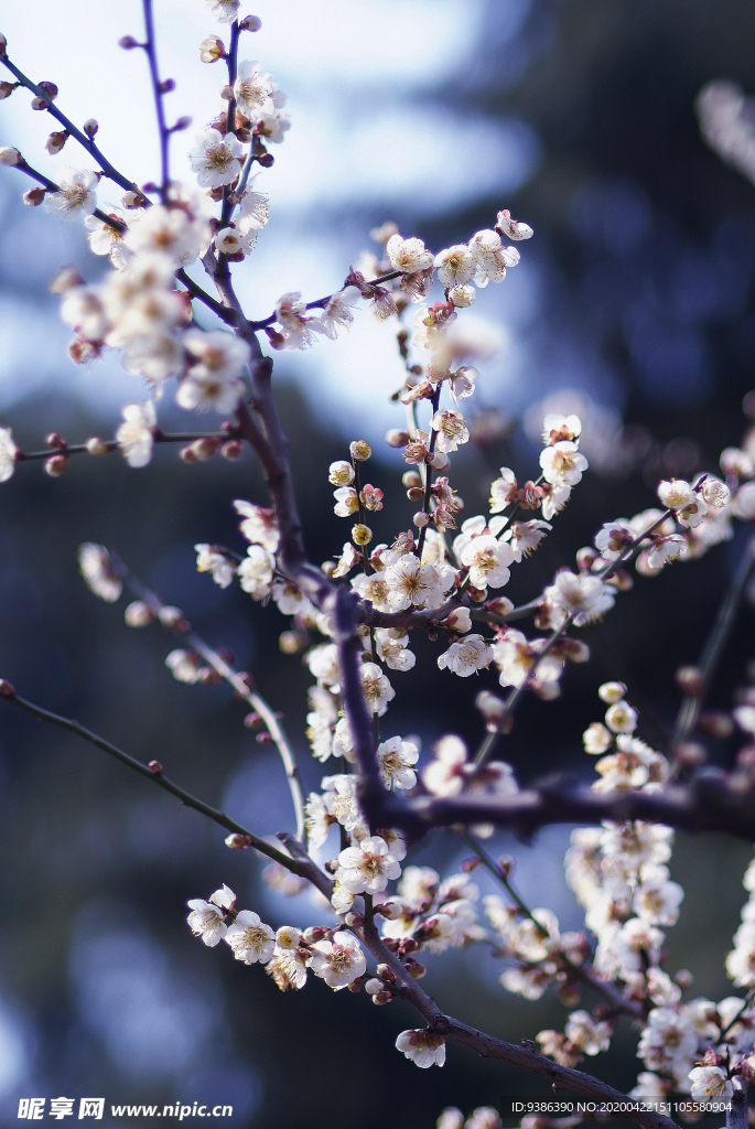 梅花