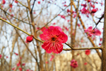 杏花