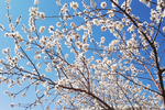 杏花