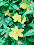 迎春花