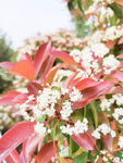 小花