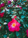 月季花