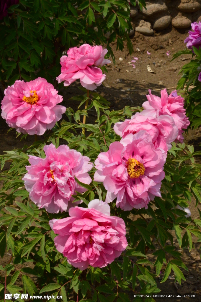 牡丹花