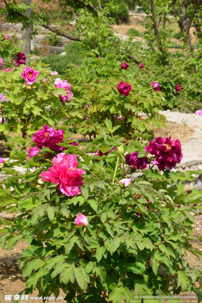 牡丹花