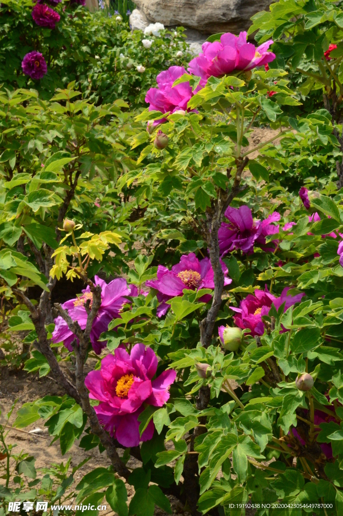 牡丹花