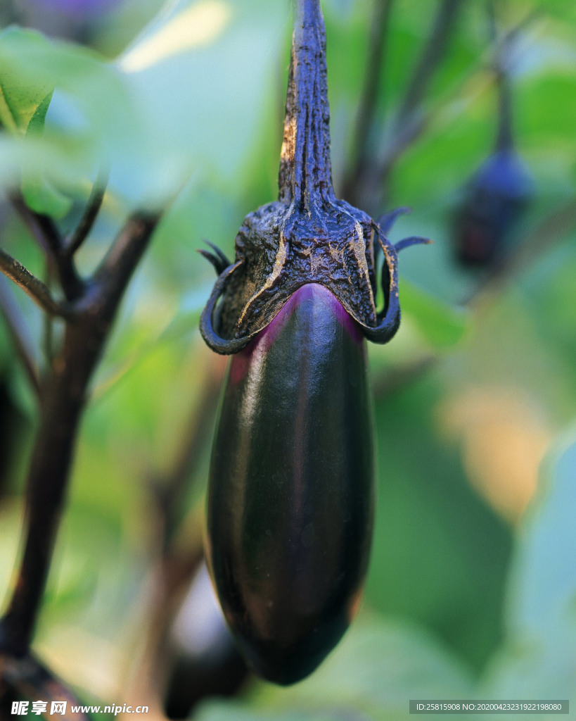 茄子种植生长图片