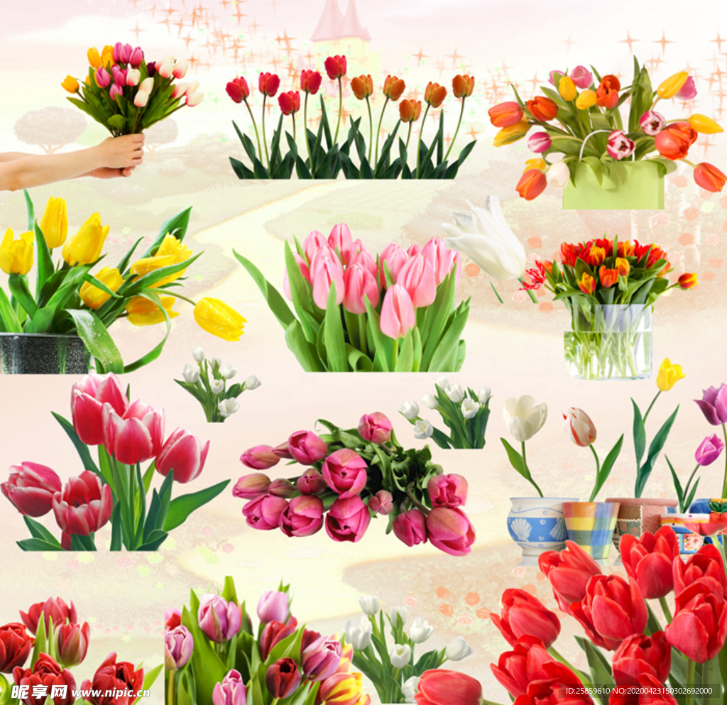 郁金香鲜花