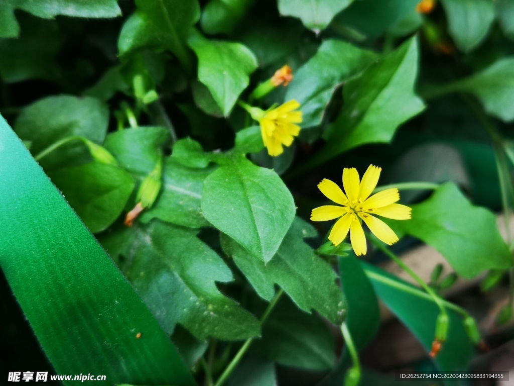 稻槎菜
