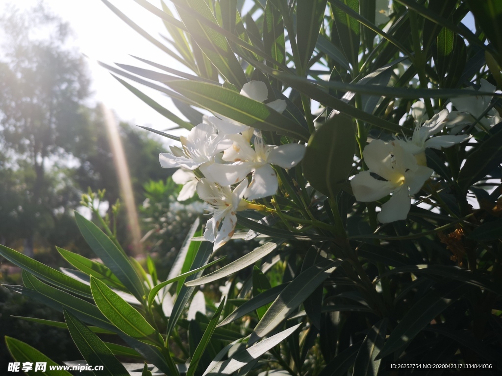 白花夹竹桃