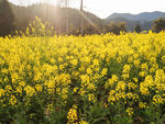 油菜花 春天 农作物 黄色花朵