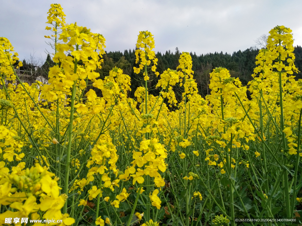 油菜花 春天 农作物 黄色花朵