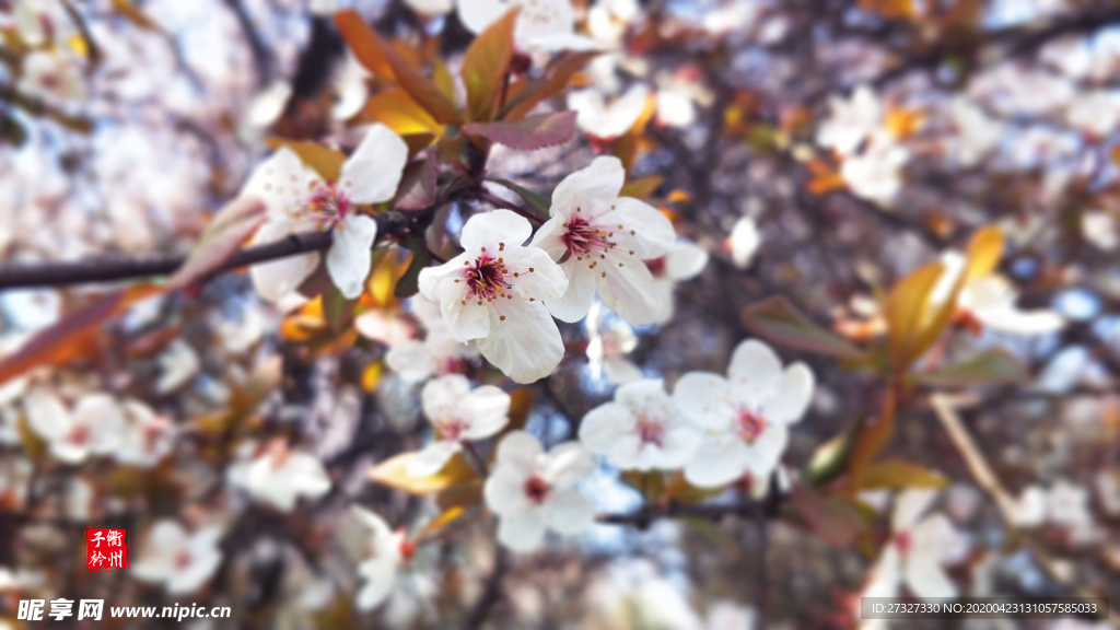 衢州子衿 花朝