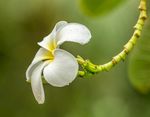 白色小花 白色花 小花 花 装