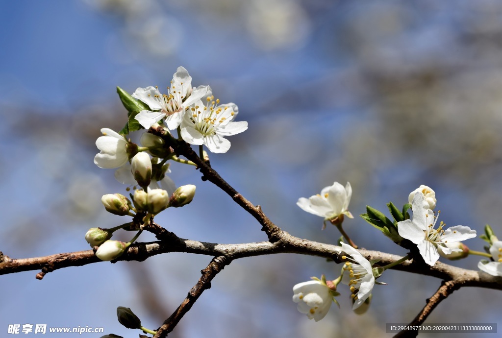 桃花 樱花 花 树 春天 桃李