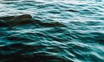 海豚