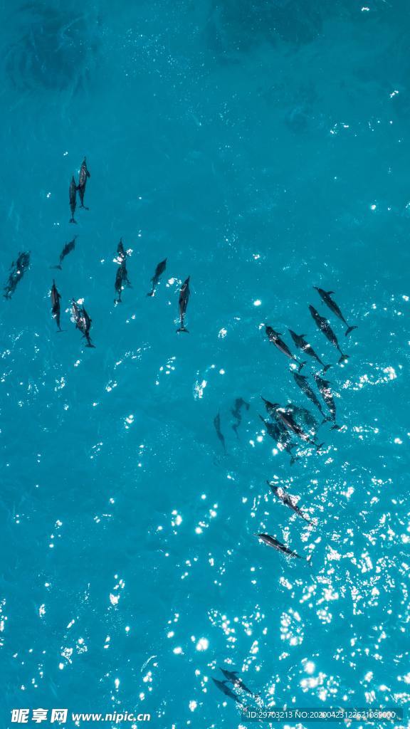 海豚