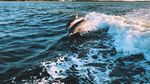 海豚