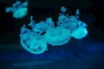 水母