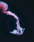 水母
