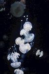 水母