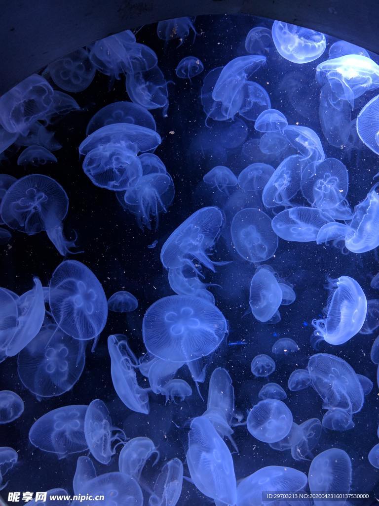 水母