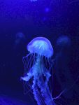 水母