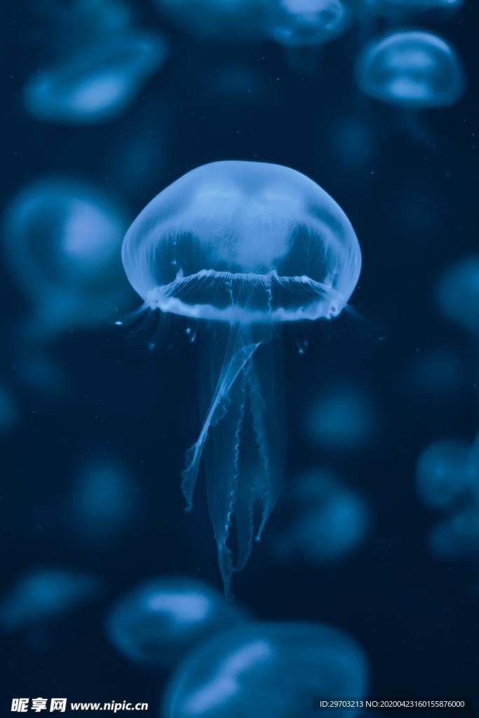 水母