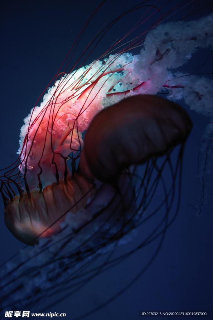 水母