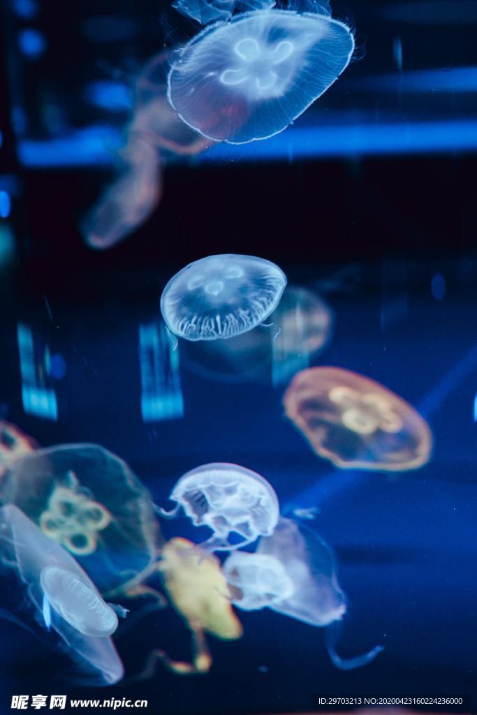 水母