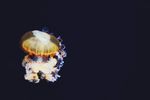 水母