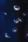 水母