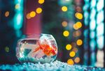 金鱼