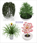 植物盆栽