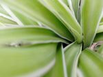 植物