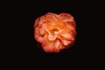 鲜花 玫瑰