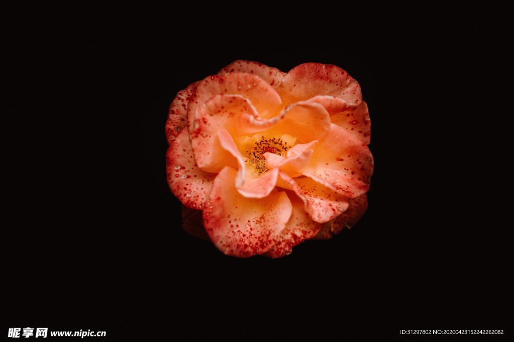 鲜花 玫瑰