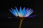 鲜花 睡莲