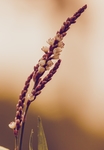 鲜花 稻穗