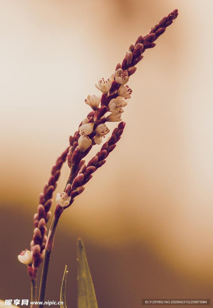 鲜花 稻穗