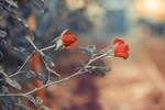 鲜花 背景 梅花