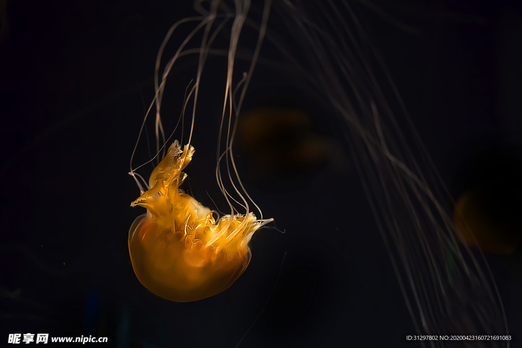 水母 海洋生物