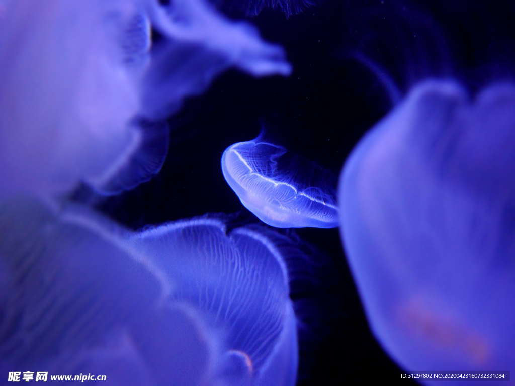 水母 海洋生物