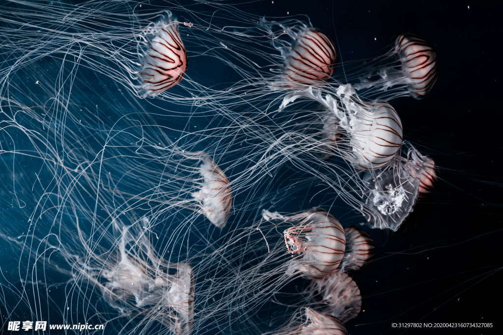 水母 海洋生物